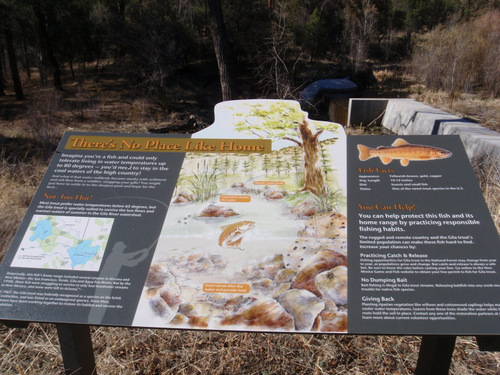 This area has a not so common Golden Trout (Gila Trout).